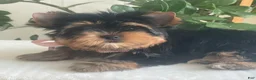 Yorkshire Terrier dogs for sale: Baby Paige - Ad 8