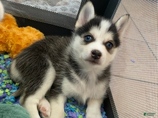 Pomsky dogs Happy - Ad 37