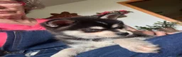 Alaskan Klee Kai dogs for sale:  Puppy 3 - Ad 6