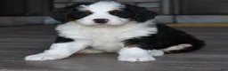 Mini Bernedoodle dogs for sale: Jazzie - Ad 7