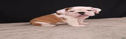 English Bulldog dogs for sale: Charlie  - Ad 7