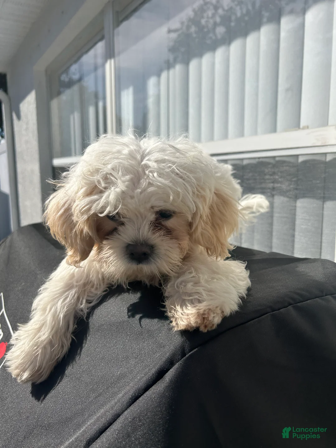 Shih Tzu dogs for sale: Shih Tzu Puppy 2 - Ad 4