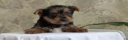 Yorkshire Terrier dogs for sale: Zoey - Ad 8
