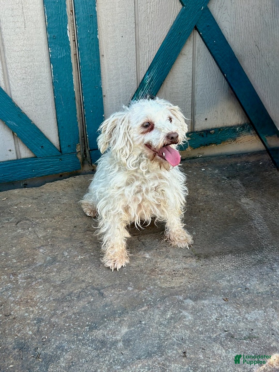 Schnoodle dogs for sale: Daisy - Ad 6