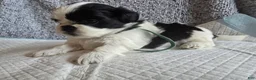 Shih Tzu dogs for sale: Peppa - Ad 5