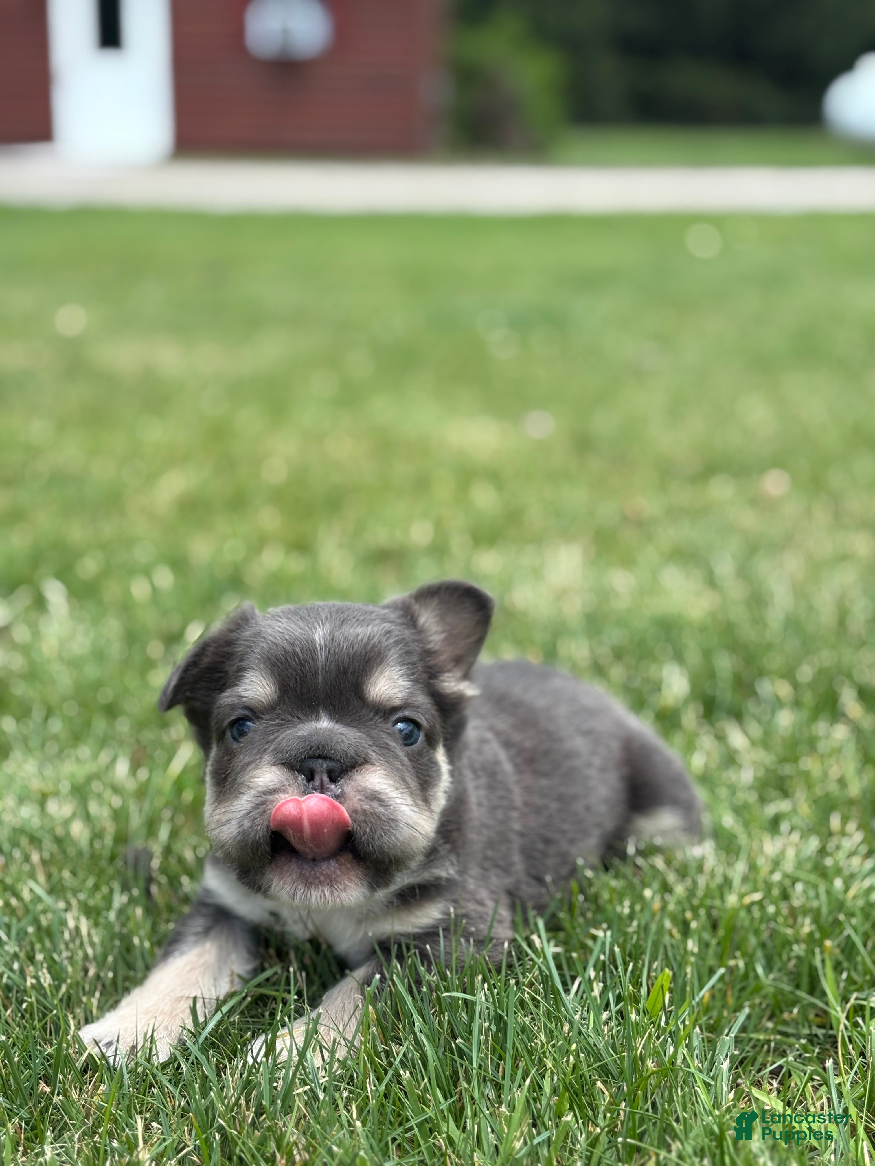 French Bulldog dogs Mason - Ad 2