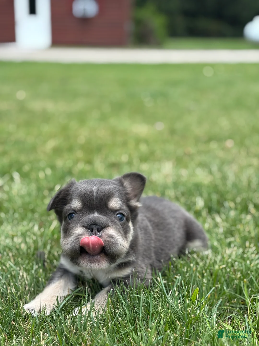French Bulldog dogs for sale: Mason - Ad 2
