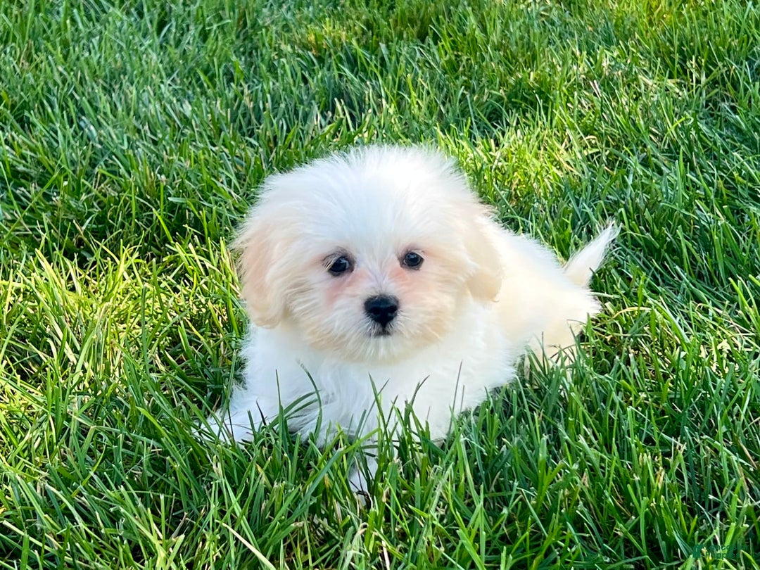 Lhasa Apso dogs for sale: Princess - Ad 6