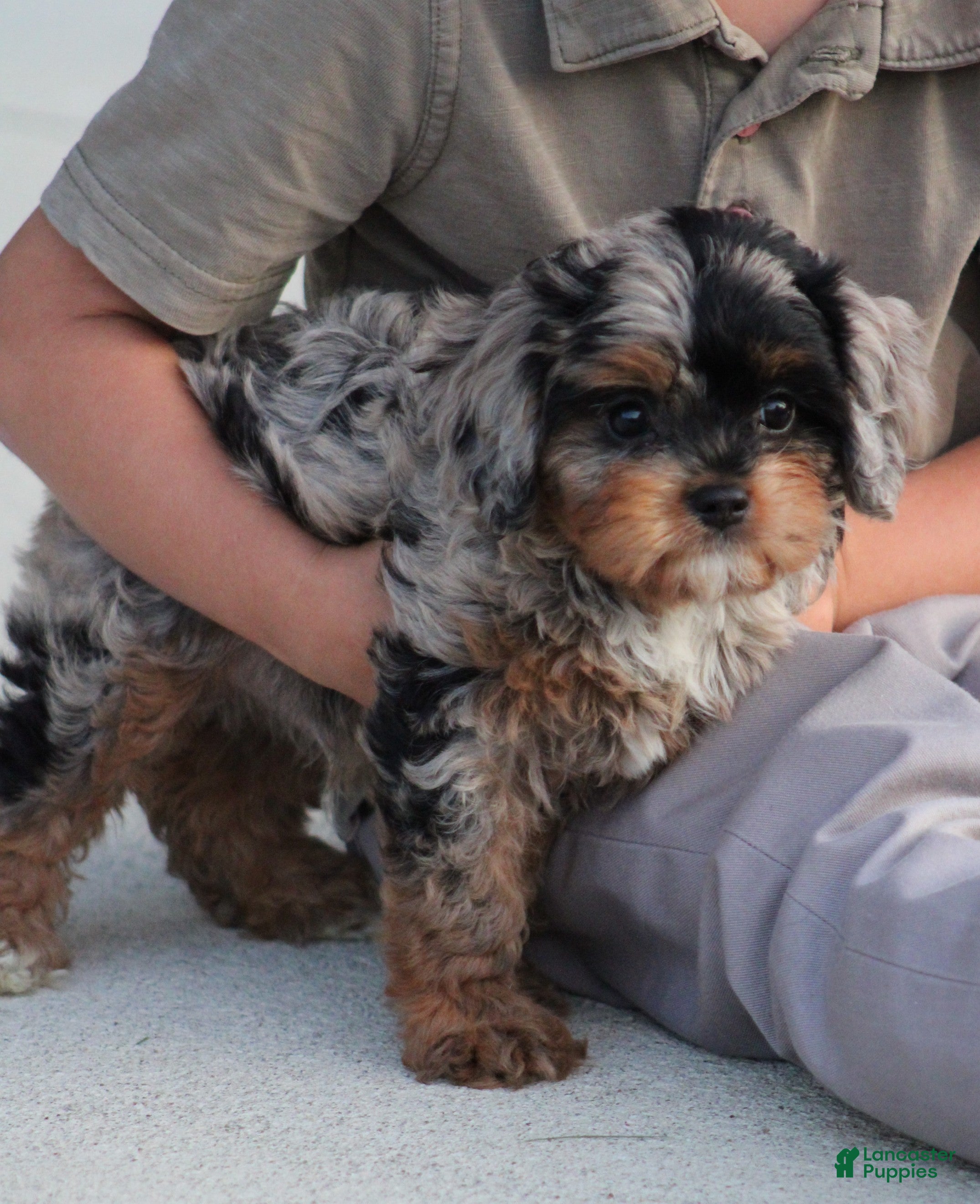 Cavapoo dogs Robo - Ad 2