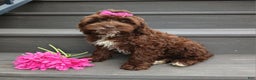 Cockapoo dogs for sale: Sylvie - Ad 3