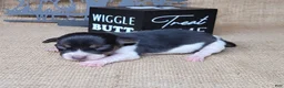 Jack Russell Terrier dogs for sale: Romeo purebred JRT delivery available  - Ad 4