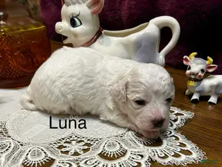 Bichon Frise dogs Bichon Frise Puppy 1 - Ad 4