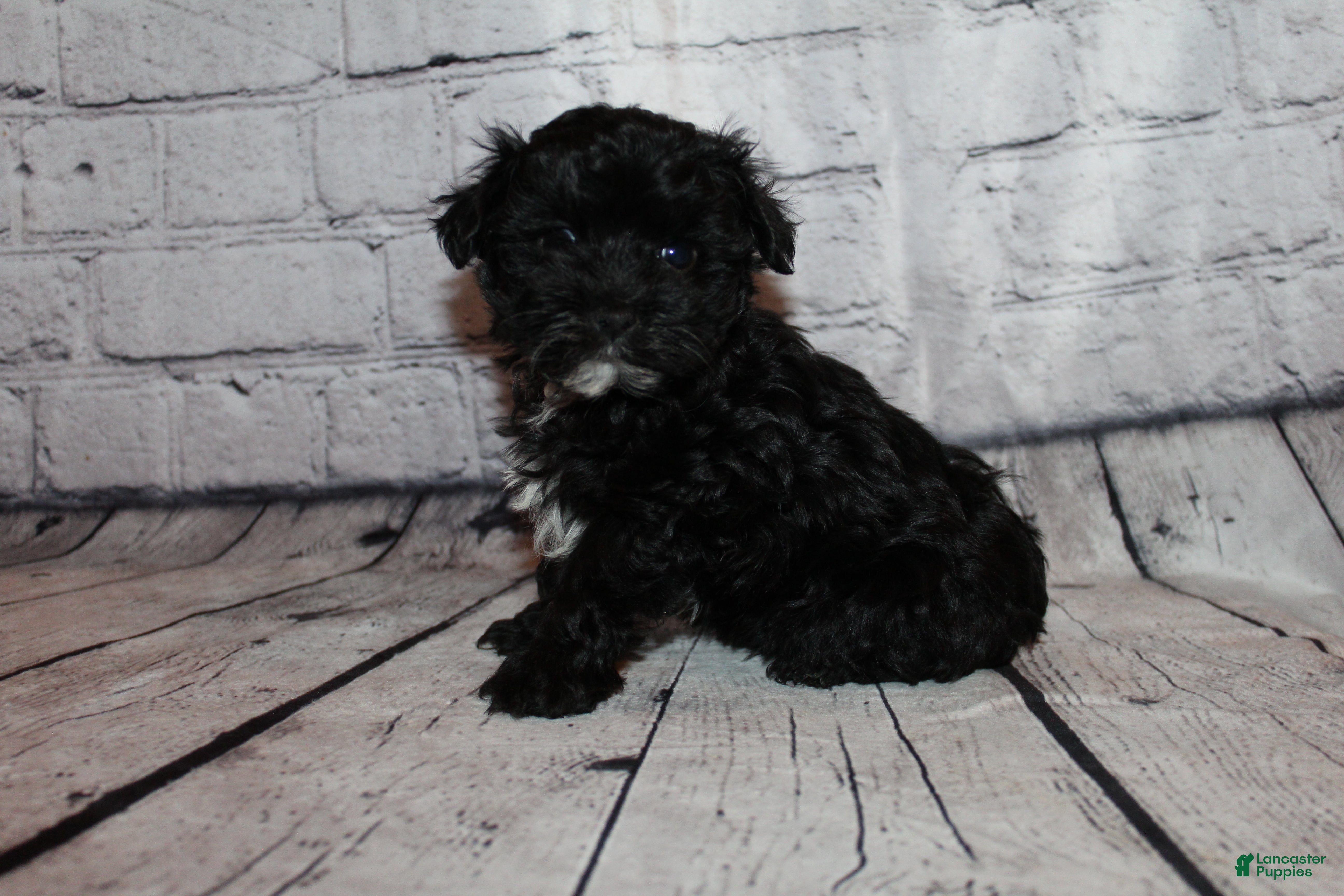 Morkie dogs Tinsel - Ad 6