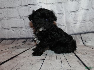 Morkie dogs Tinsel - Ad 41