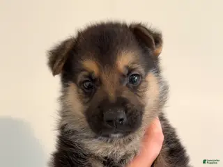 German Shepherd dogs German Shepherd Puppy 2 - Ad 10