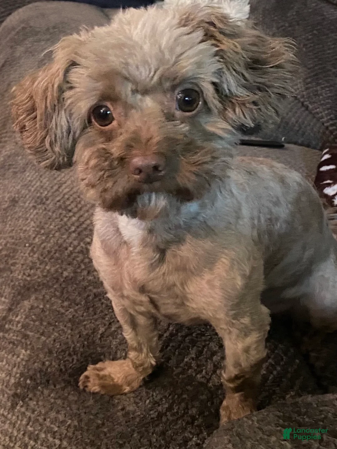 Chipoo dogs for stud: Chipoo stud - Ad 2