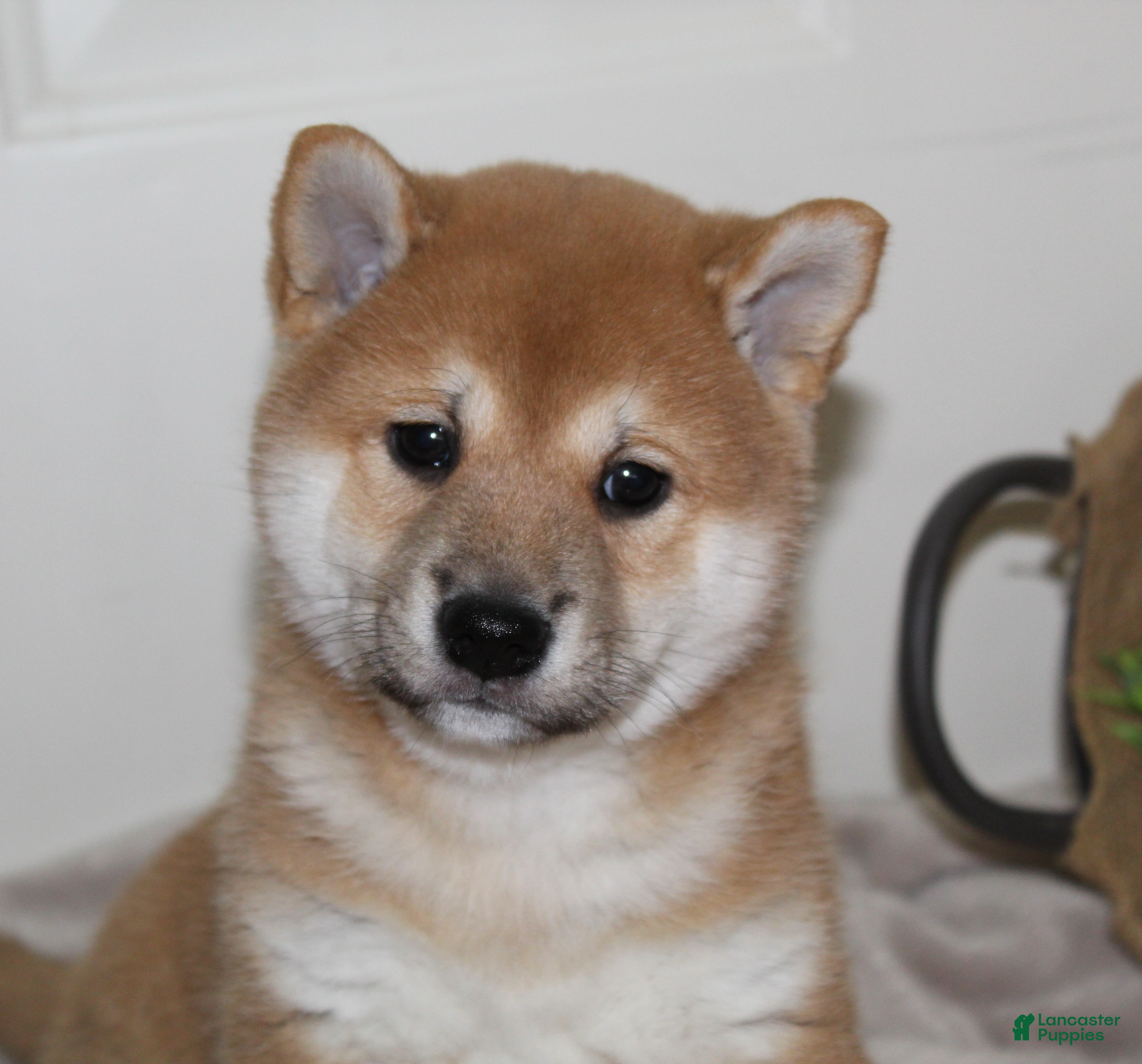 Shiba Inu dogs Tanner - Ad 2