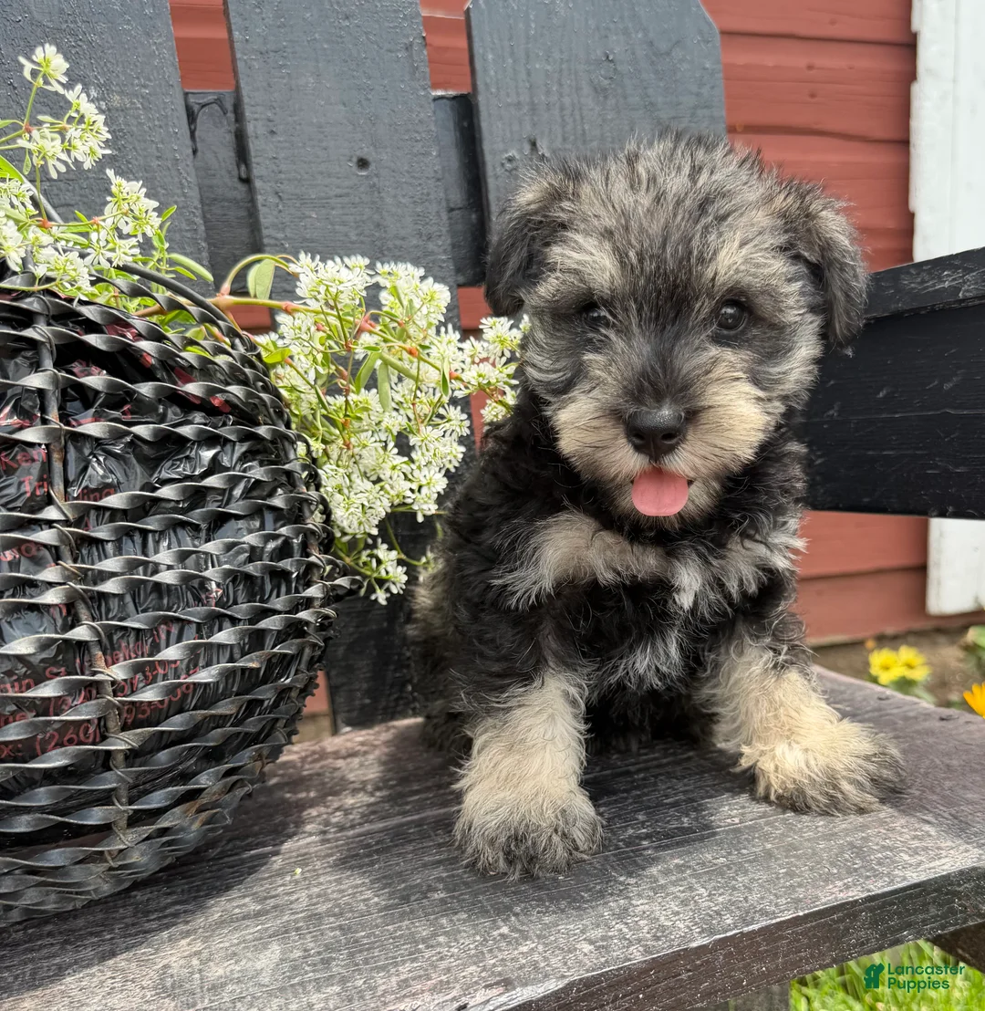 Miniature Schnauzer dogs for sale: Ellie - Ad 1