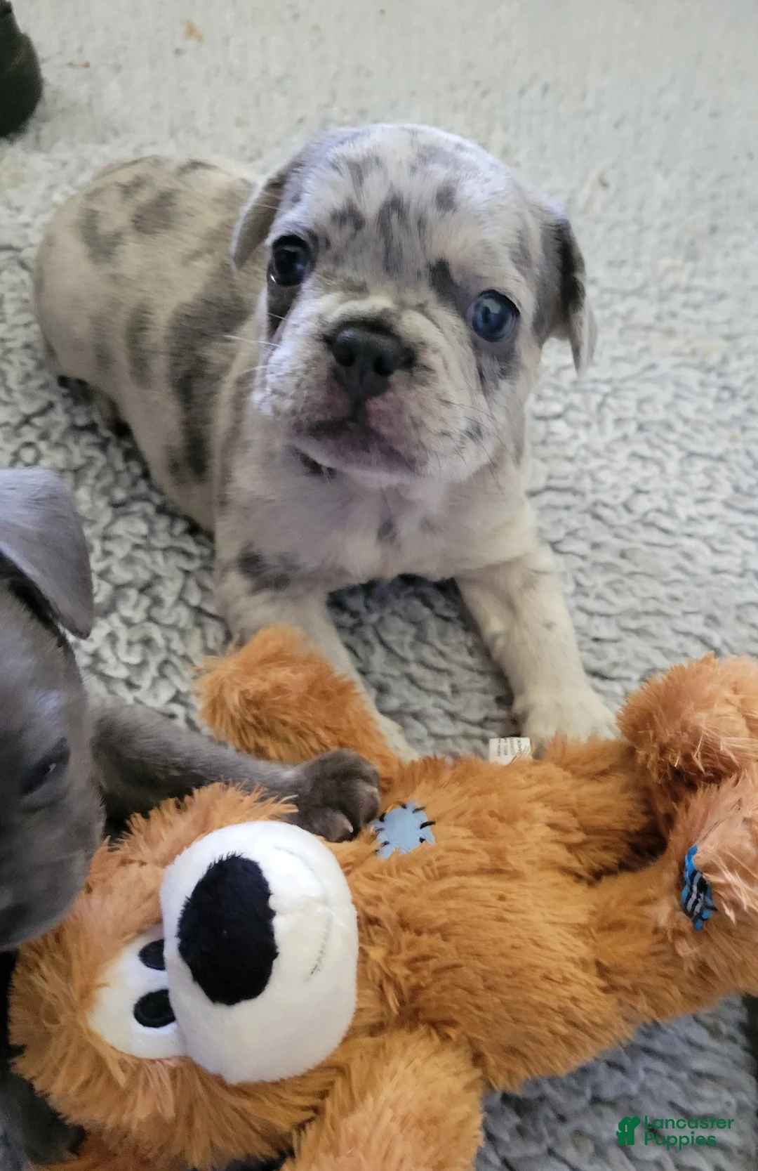 French Bulldog dogs for sale: Rocky - Ad 2