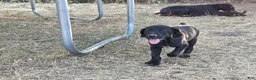 German Shorthaired Pointer dogs for sale: Mini You - Ad 4