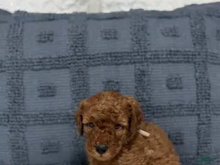 Mini Goldendoodle dogs Rhino - Ad 17