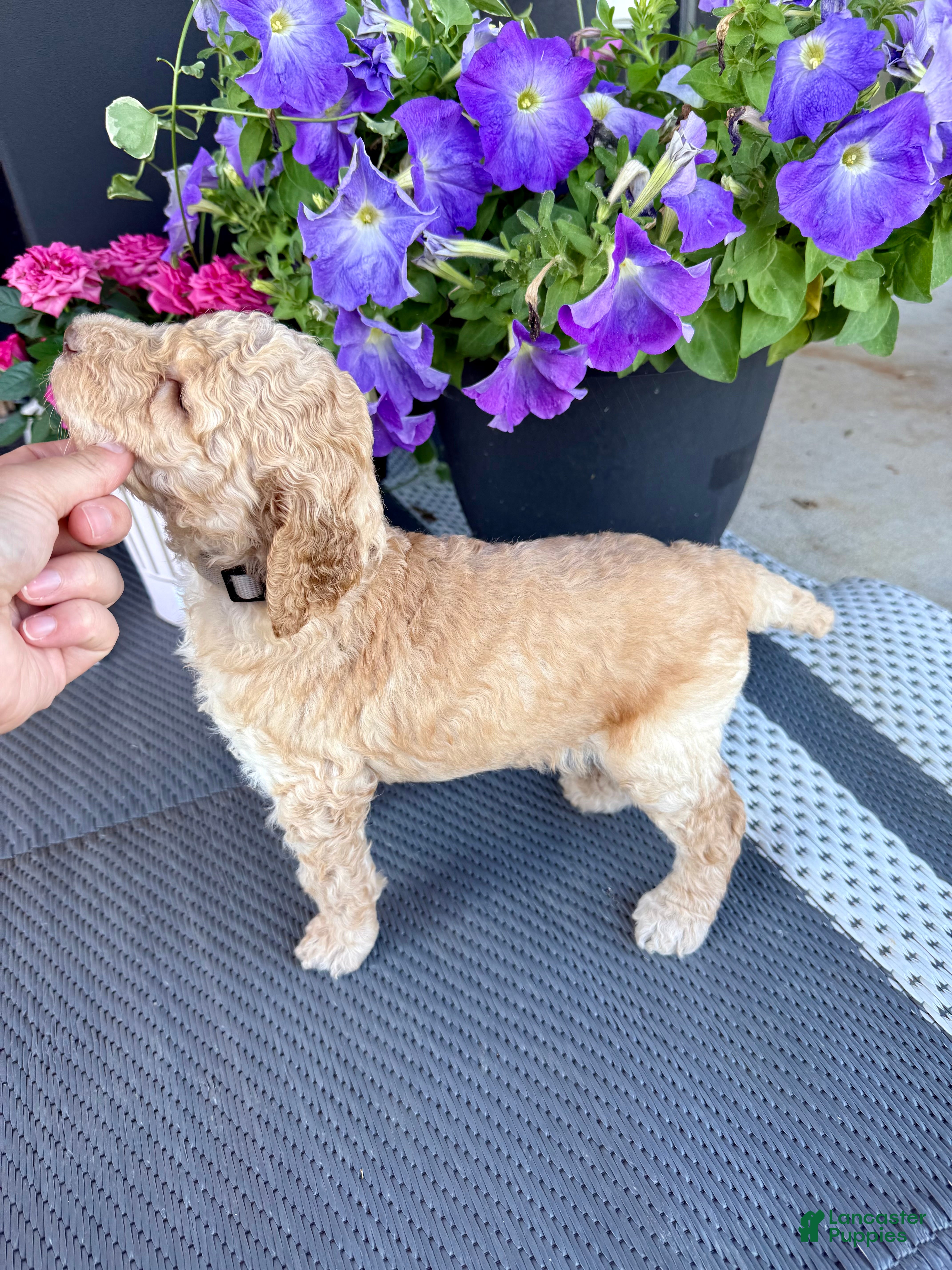 Standard Poodle dogs Silver Collar - Ad 2