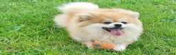 Pomeranian dogs for sale: Kayla - Ad 2