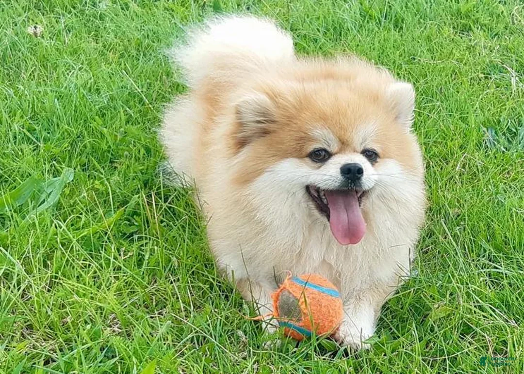 Pomeranian dogs for sale: Kayla - Ad 2
