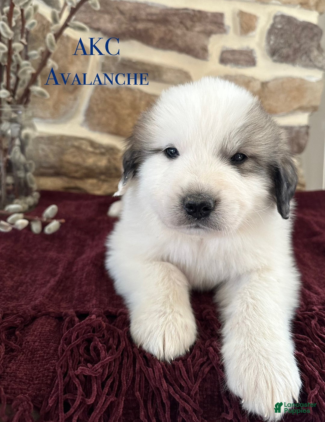 Great Pyrenees dogs for sale: AKC Avalanche - Ad 1