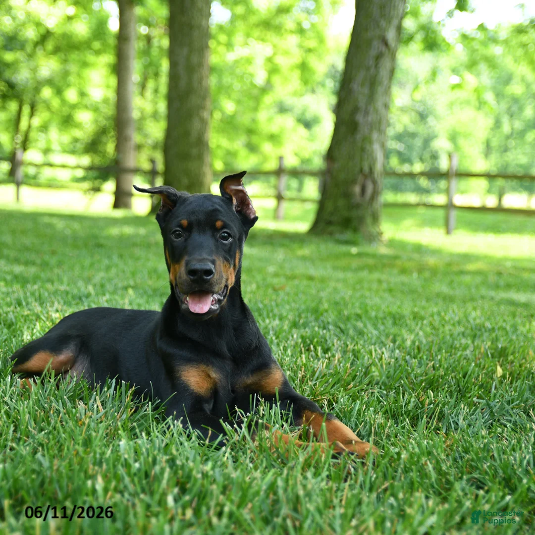 Doberman Pinscher dogs for sale: Linx - Ad 3