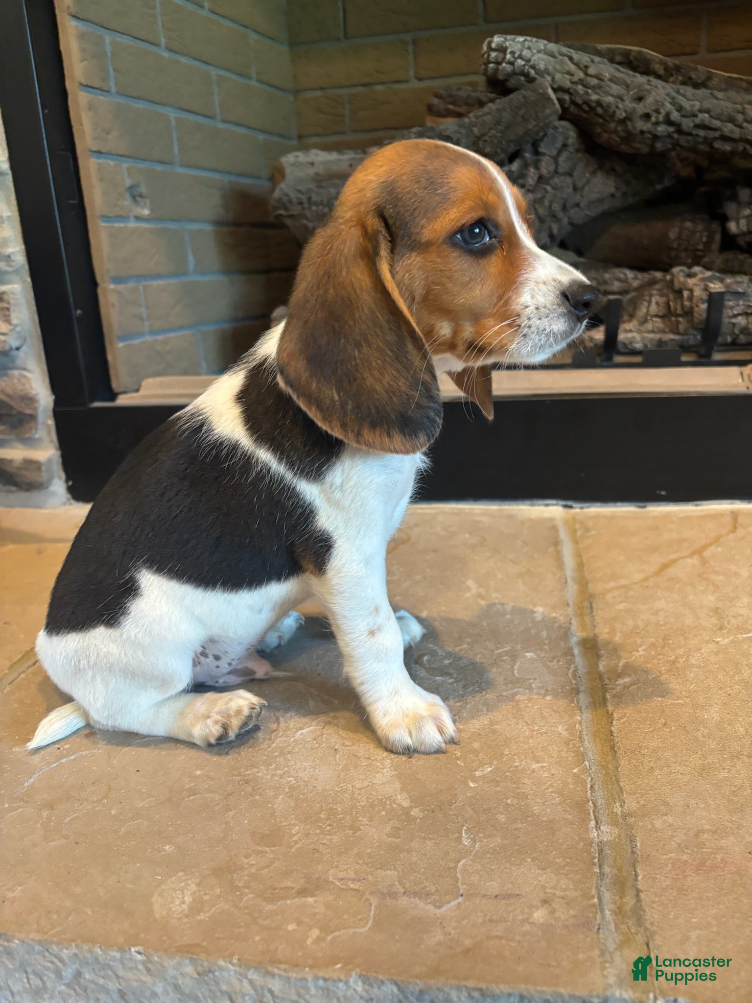 Beagle dogs Buck - Ad 1