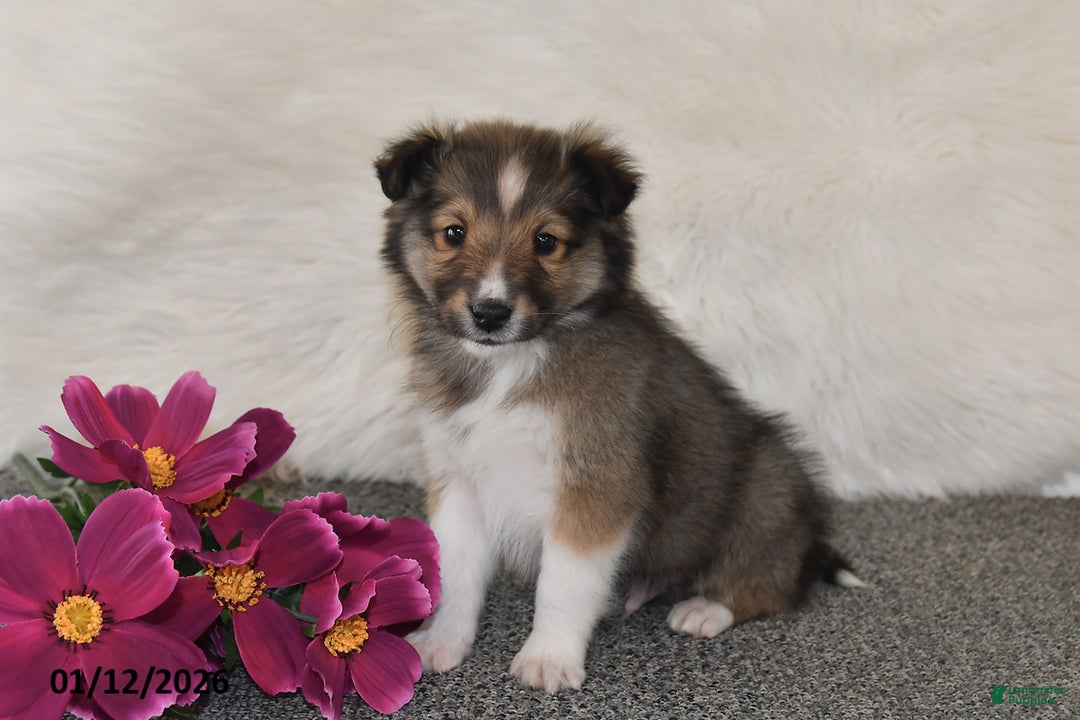 Shetland Sheepdog dogs for sale: Dale - Ad 2