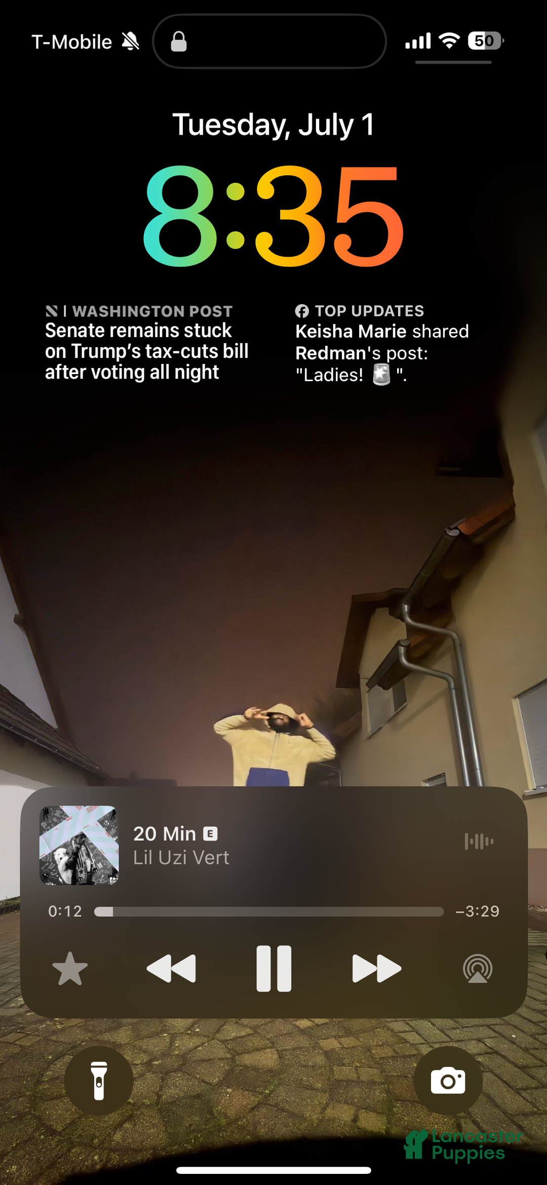 Mixed Breed dogs for sale: Kuta  - Ad 3