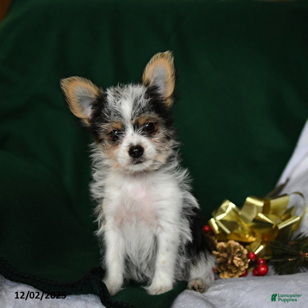 Yorkshire Terrier dogs for sale: Oreo - Ad 3