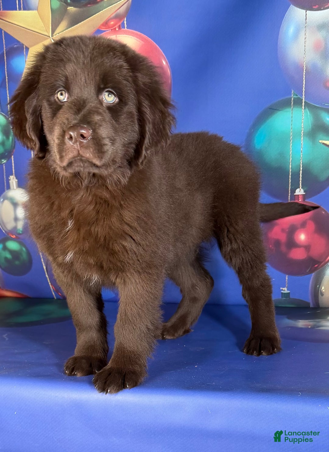 Mixed Breed dogs for sale: Evie - Ad 1