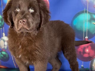 Mixed Breed dogs Evie - Ad 21