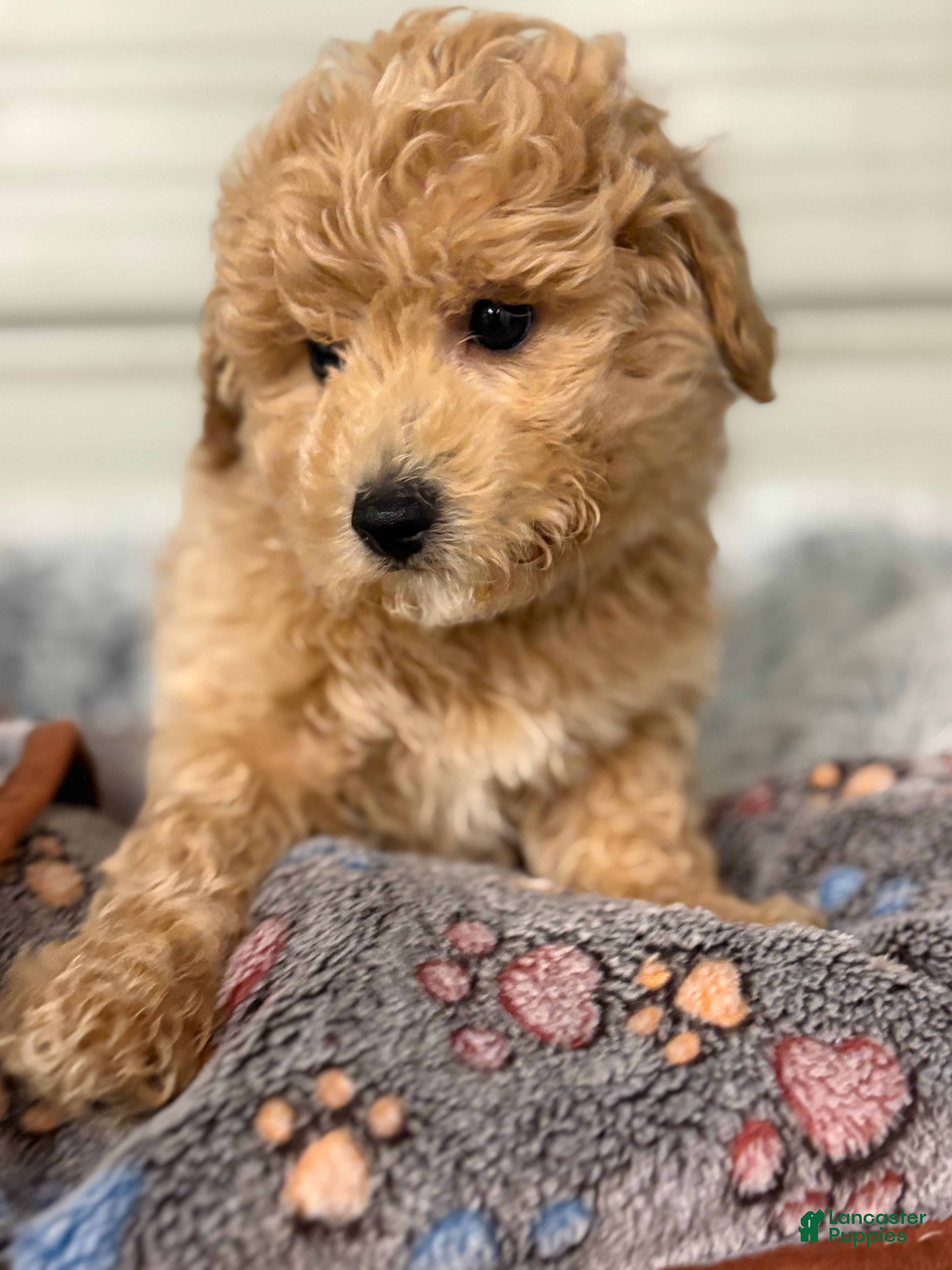 Bichpoo dogs Benji - Ad 31