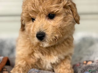 Bichpoo dogs Benji - Ad 31