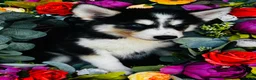 Siberian Husky dogs for sale: Kodiak - Ad 9
