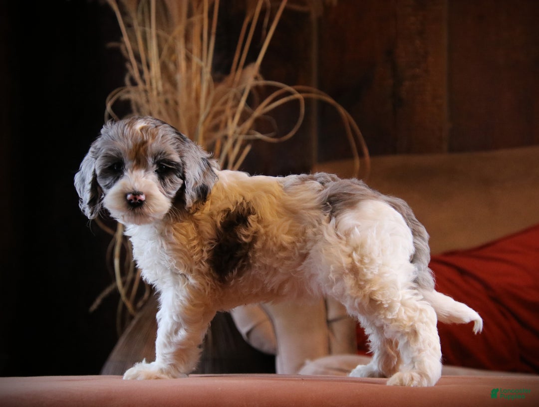 Cockapoo dogs for sale: Starlight - Ad 3