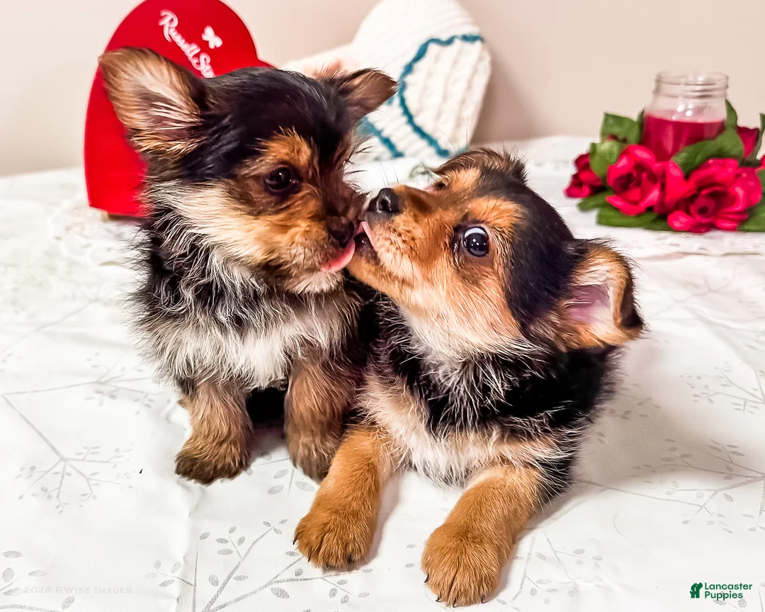 Mixed Breed dogs for sale: Madison - Ad 6