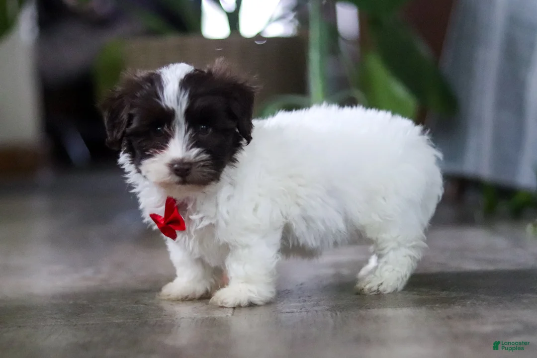 Havanese dogs for sale: Beau - Ad 5