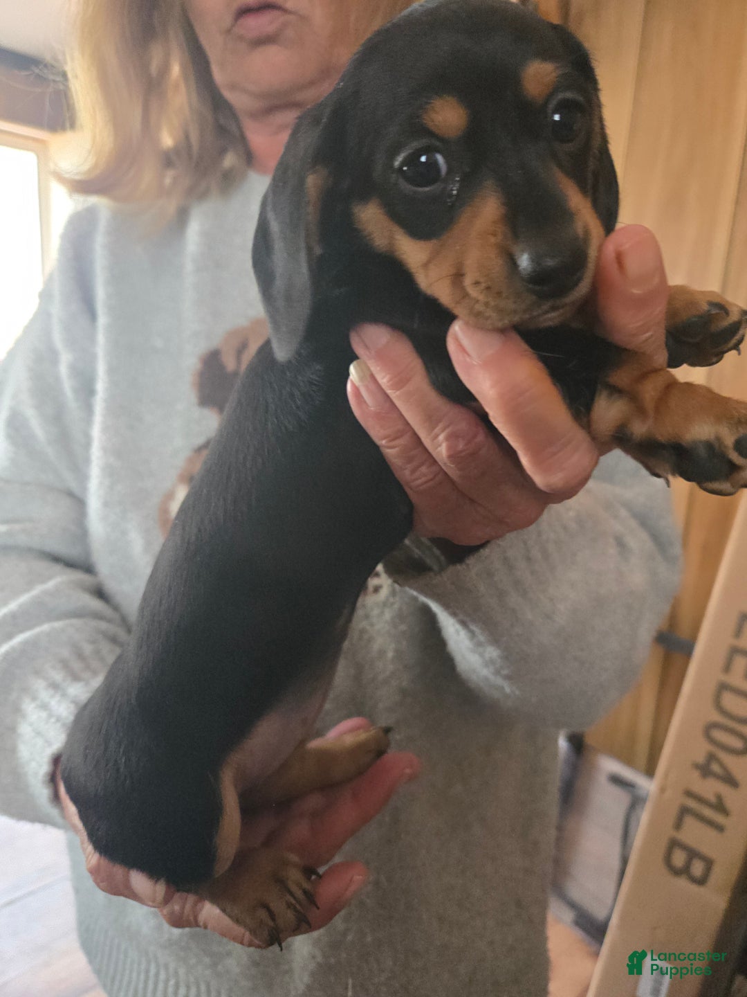 Dachshund dogs for sale: Dachshund Puppy 6 - Ad 1