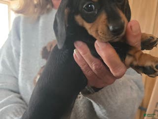 Dachshund dogs Dachshund Puppy 6 - Ad 6
