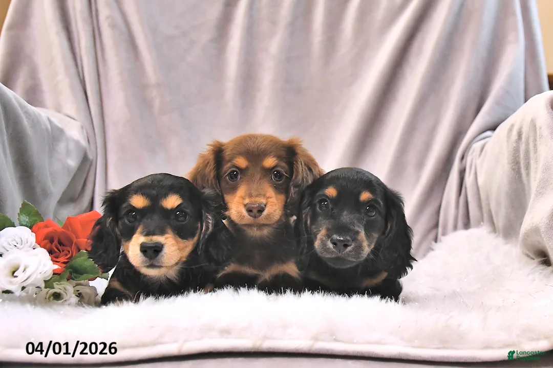 Miniature Dachshund dogs for sale: Kelsa - Ad 5