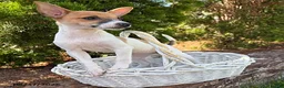 Mixed Breed dogs for sale: Stella - Ad 2