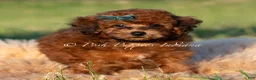 Toy Poodle dogs for sale: Burley AKC - Ad 2