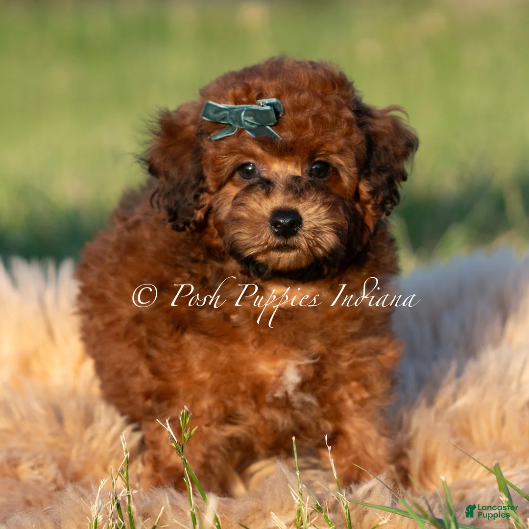 Toy Poodle dogs for sale: Burley AKC - Ad 2