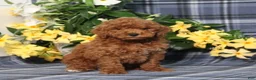 Miniature Poodle dogs for sale: Nelson - Ad 4