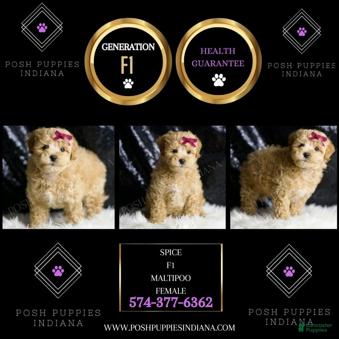 Maltipoo dogs for sale: Spice - Ad 5